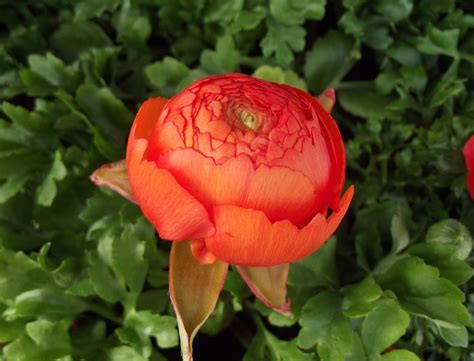 ranunculus look alike